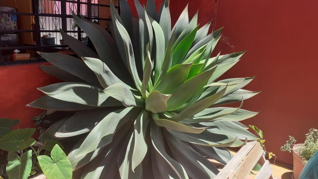 Casa Huipil Hotell San Cristóbal de Las Casas Eksteriør bilde
